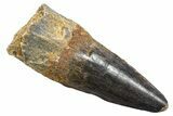 Fossil Spinosaurus Tooth - Real Dinosaur Tooth #345541-1